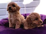 Şapşik Maltipoo Yavrularımız