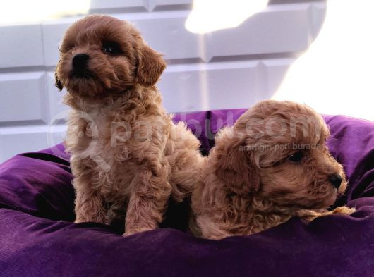Şapşik Maltipoo Yavrularımız görsel