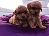 Şapşik Maltipoo Yavrularımız