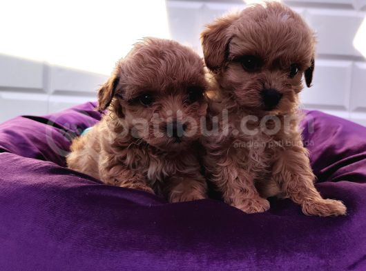 Şapşik Maltipoo Yavrularımız görsel