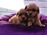 Şapşik Maltipoo Yavrularımız