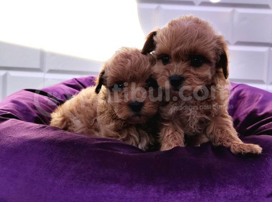 Şapşik Maltipoo Yavrularımız görsel