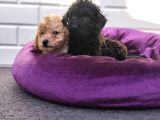 A Kalite Toy Poodle Yavrularimiz