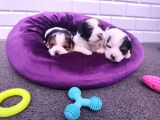 Onlar Çok Özel Morkie Yavruları