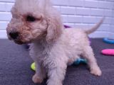 Çok Uygun Dev Poodle Yavrularimiz