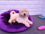Çok Uygun Dev Poodle Yavrularimiz