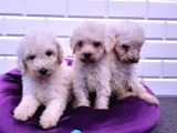 Çok Uygun Dev Poodle Yavrularimiz