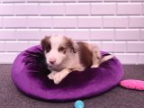A Kalite Border Collie Yavrularımız