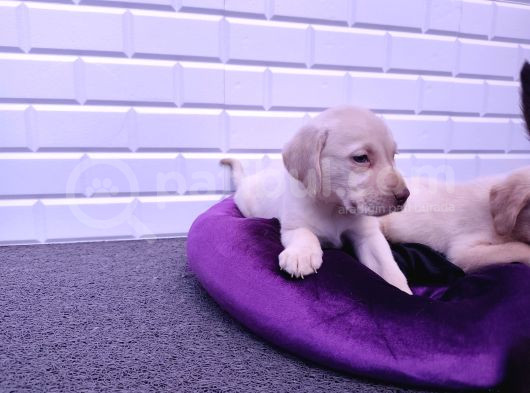 Sevimli Labrador Yavrularımız görsel