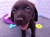 Sevimli Labrador Yavrularımız