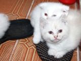 Safkan Beyaz British Shorthair Yavrularımız Yeni Yuvalarını