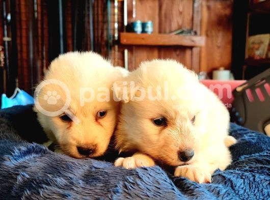 Bembeyaz Güzellik Safkan Samoyed Yavrusu görsel