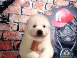Bembeyaz Güzellik Safkan Samoyed Yavrusu