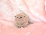 Top Kafa Lilac Scottish Fold