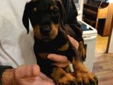 Irk Garanti̇li̇ Erkek Di̇şi̇ Safkan Doberman Yavrularimiz