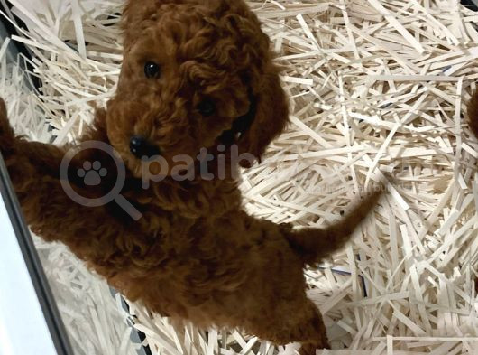 Pet Eğitimli Sağlık Garantili Safkan Poodle Bebeğim görsel