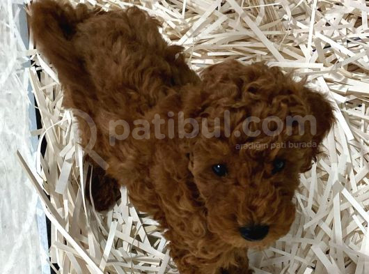Pet Eğitimli Sağlık Garantili Safkan Poodle Bebeğim görsel