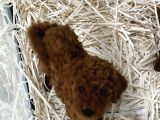 Pet Eğitimli Sağlık Garantili Safkan Poodle Bebeğim