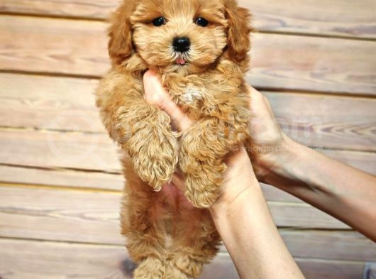 Oyuncu Neşeli Maltipoo Yavrular görsel