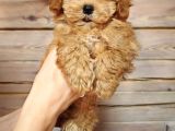 Oyuncu Neşeli Maltipoo Yavrular