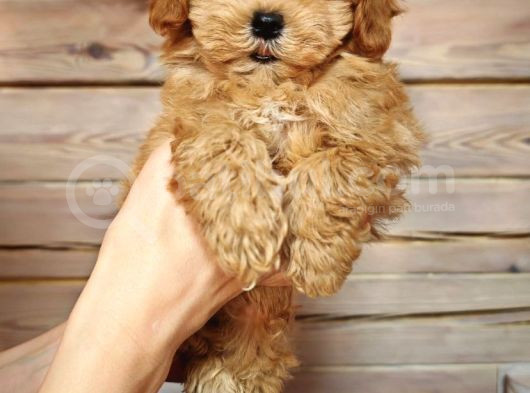 Oyuncu Neşeli Maltipoo Yavrular görsel