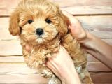 Oyuncu Neşeli Maltipoo Yavrular