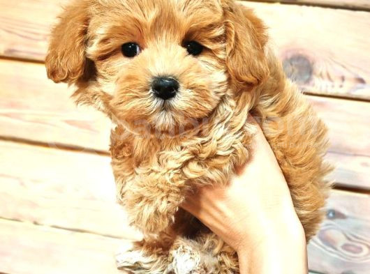 Oyuncu Neşeli Maltipoo Yavrular