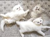 Ücretli̇ Ci̇ns Kedi̇leri̇m Ankara Mamak