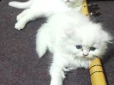Ücretli̇ Ci̇ns Kedi̇leri̇m Ankara Mamak