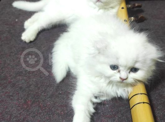 Ücretli̇ Ci̇ns Kedi̇leri̇m Ankara Mamak görsel