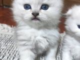Ücretli̇ Ci̇ns Kedi̇leri̇m Ankara Mamak