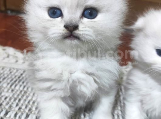 Ücretli̇ Ci̇ns Kedi̇leri̇m Ankara Mamak görsel