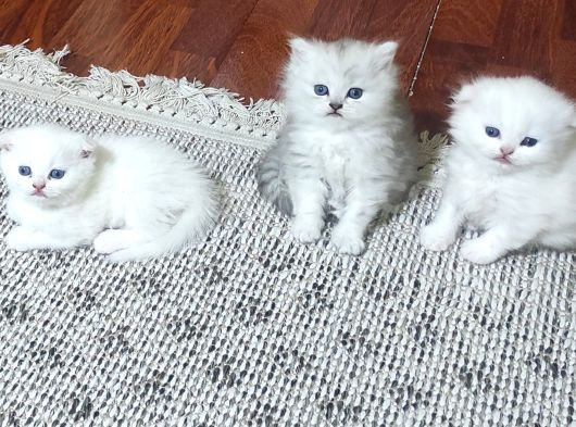 Ücretli̇ Ci̇ns Kedi̇leri̇m Ankara Mamak görsel