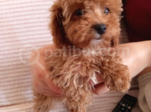 2 Aylık Dişi Toy Poodle