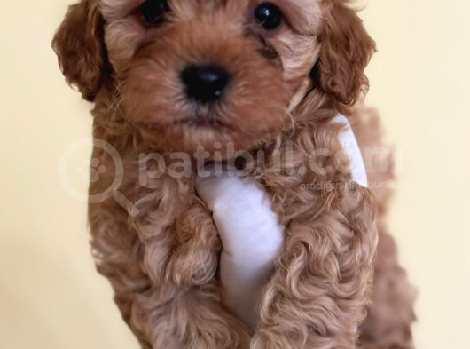 Teacup Kore Malti̇poo Yavrulari