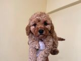 Teacup Kore Malti̇poo Yavrulari