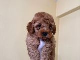 Teacup Kore Malti̇poo Yavrulari