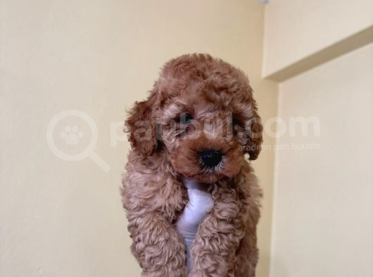 Teacup Kore Malti̇poo Yavrulari görsel