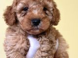 Teacup Kore Malti̇poo Yavrulari