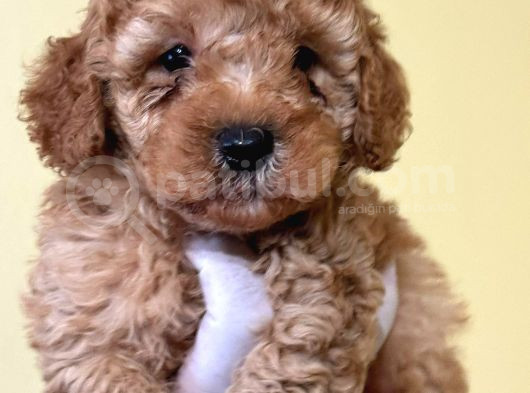 Teacup Kore Malti̇poo Yavrulari görsel