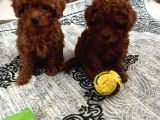 Toy Poodle Irk Ve Sağlik Garanti̇li̇