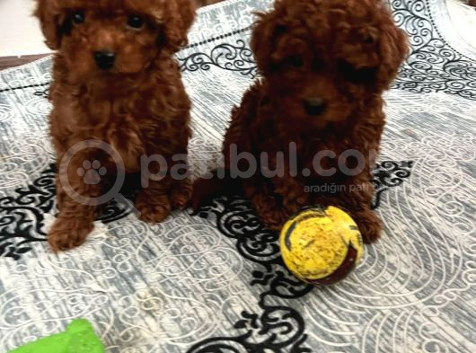 Toy Poodle Irk Ve Sağlik Garanti̇li̇ görsel