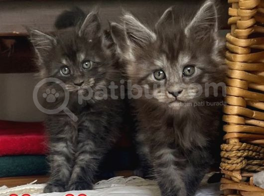 Yavru Maine Coonlar Yeni Yuvalarını Arıyor    görsel