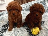 Toy Poodle Irk Ve Sağlik Garanti̇li̇