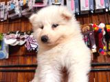 Samoyed Bebekler Için Acele Edin