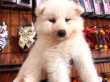 Samoyed Bebekler Için Acele Edin