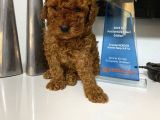 Red Toy Poodle Wc Eğitimli Yavrum