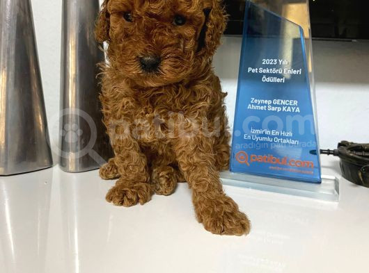 Red Toy Poodle Wc Eğitimli Yavrum görsel