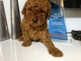 Red Toy Poodle Wc Eğitimli Yavrum