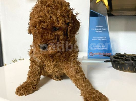 Red Toy Poodle Wc Eğitimli Yavrum görsel
